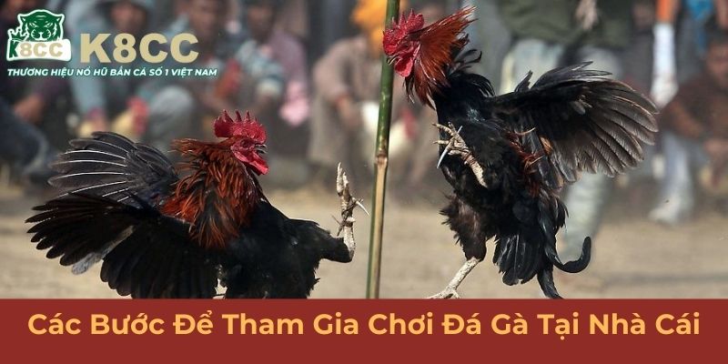 Các bước để tham gia chơi đá gà tại nhà cái