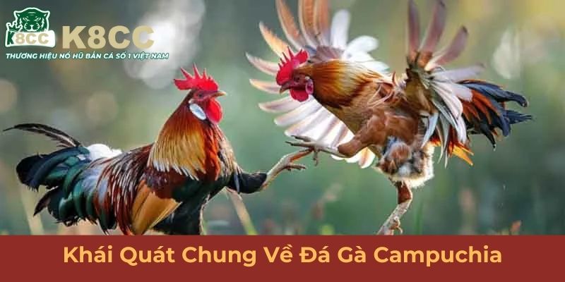 Khái quát chung về đá gà Campuchia