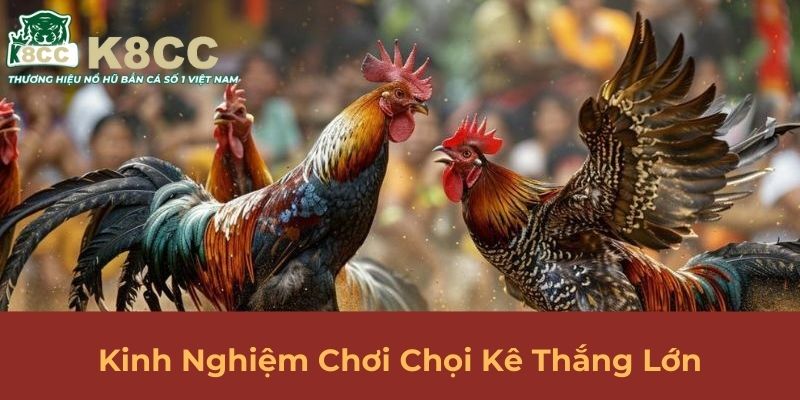 Kinh nghiệm chơi chọi kê thắng lớn