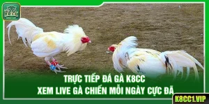 Trực Tiếp Đá Gà K8cc – Xem Live Gà Chiến Mỗi Ngày Cực Đã