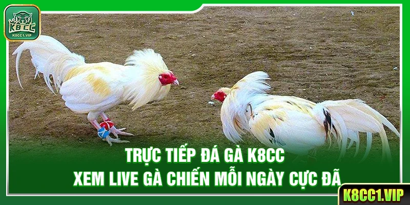 Trực Tiếp Đá Gà K8cc – Xem Live Gà Chiến Mỗi Ngày Cực Đã