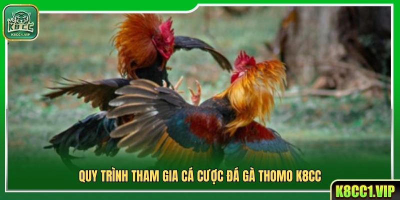 Các bước tham gia cá cược đá gà Thomo 