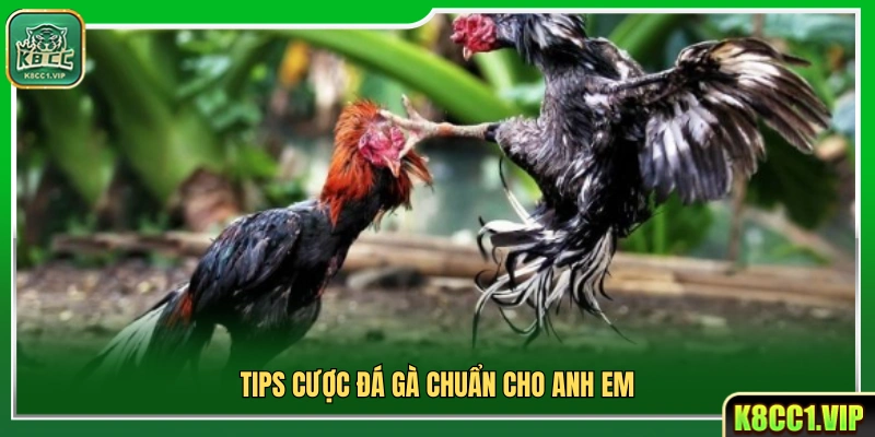 Tips cược đá gà chính xác cho anh em