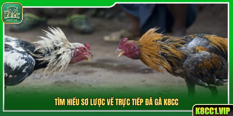 Khái quát thông tin cơ bản về đá gà trực tiếp tại K8cc