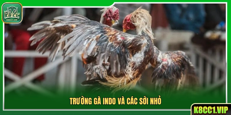 Sân gà Indo chính và những sới gà quy mô nhỏ