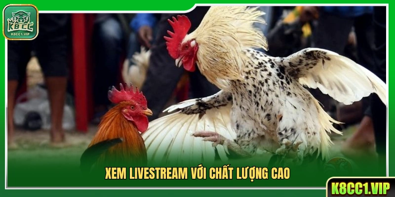 Tiến hành xem livestream đá gà mượt mà